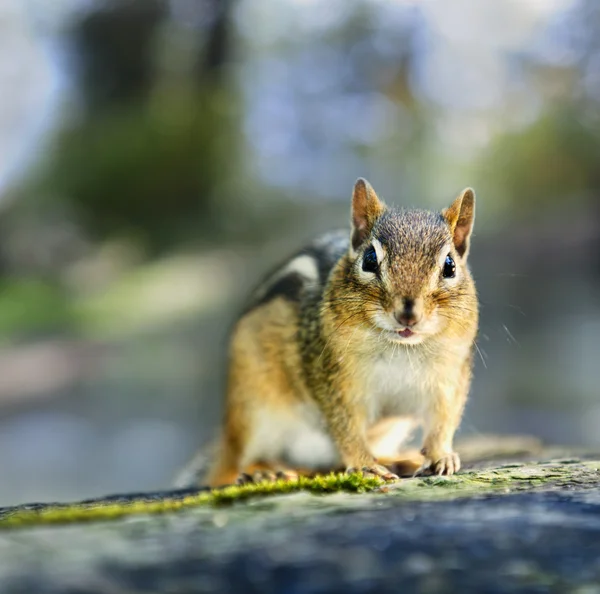 야생 다람쥐 — 스톡 사진
