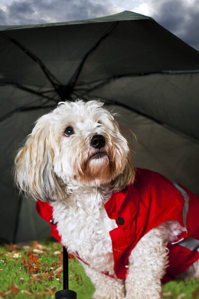Cute dog under umbrella