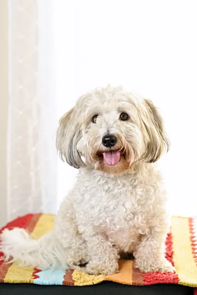 Roztomilý pes portrét — Stock fotografie