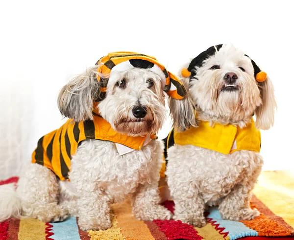 Cute dogs in costumes — Stock Photo, Image