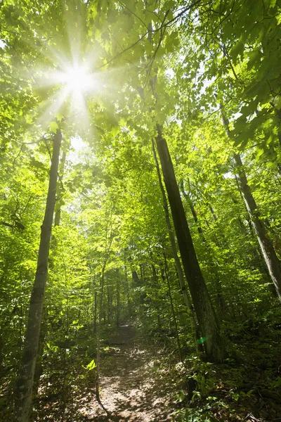 Ηλιόλουστη δάσος μονοπάτι — Φωτογραφία Αρχείου