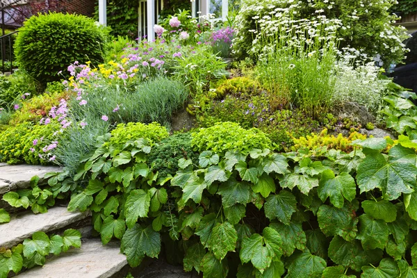 自宅の緑豊かな庭 — ストック写真