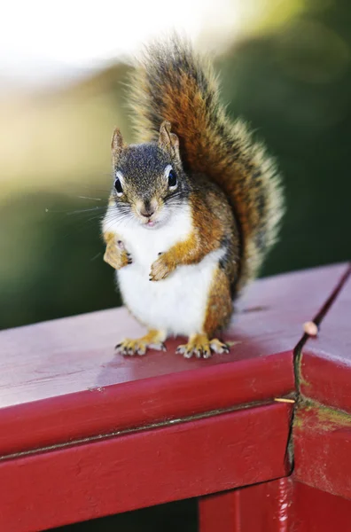Esquilo vermelho no corrimão — Fotografia de Stock