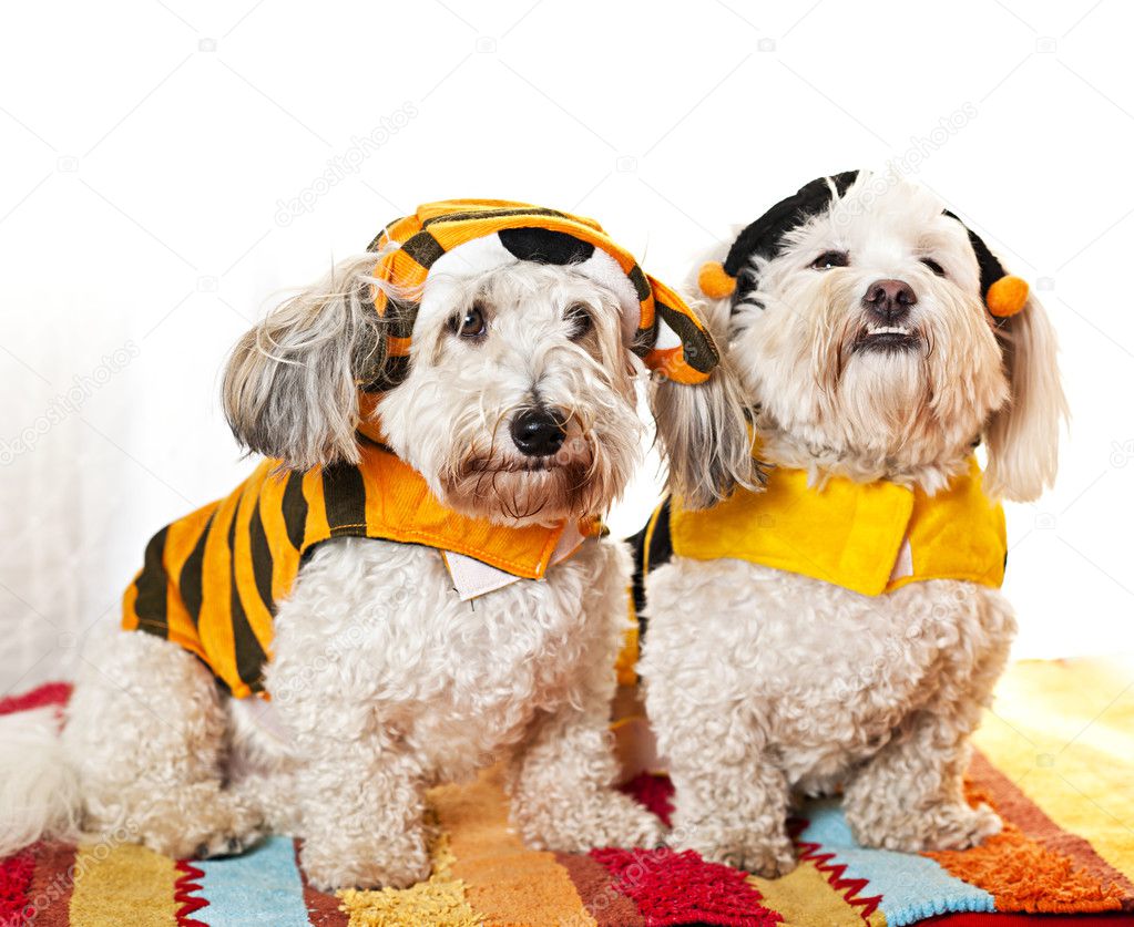 Cute dogs in costumes