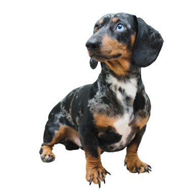 Köpek dachshund | İzole