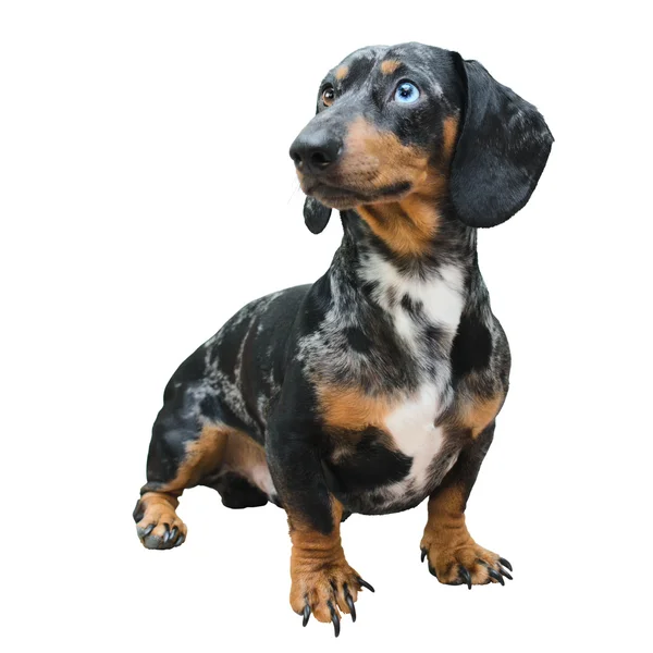 stock image Dog dachshund | Isolated