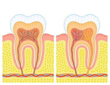 Internal structure of tooth clipart