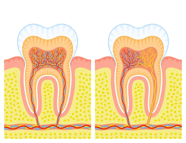 Внутрішня структура зуба — стоковий вектор
