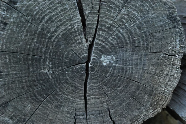 Структура дерева — стоковое фото