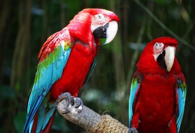 Macaw Birds clipart