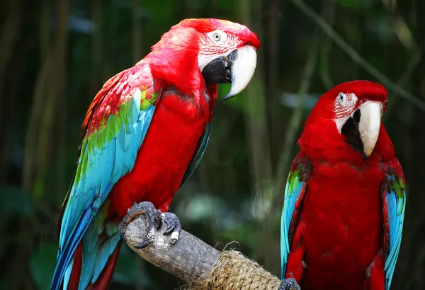 Aves da espécie Macaw Imagens Royalty-Free