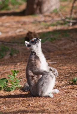 Ring-Tailed lemur örnek alıyor