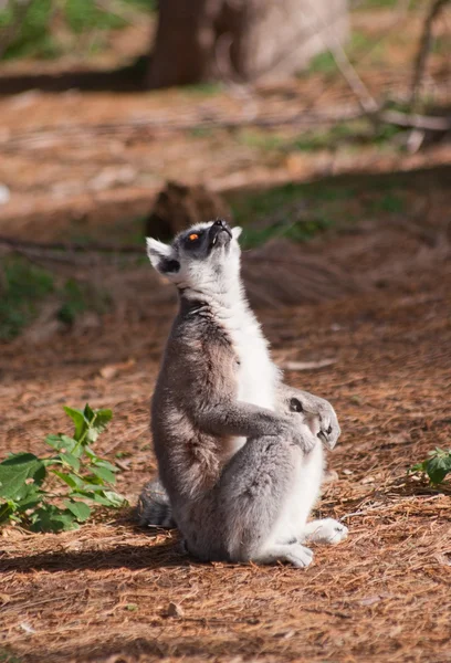 Ring-tailed lemur looks up — Stock Photo, Image