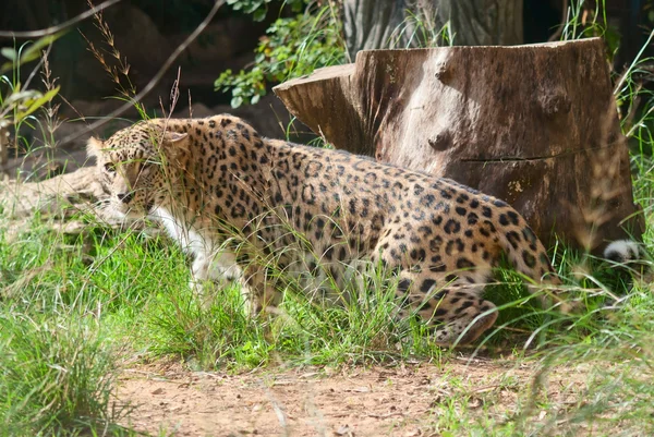 Leopard spint — Stockfoto