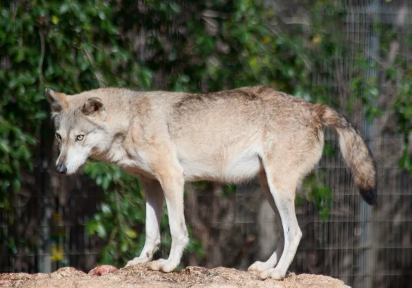 Grey wolf — Stock Photo, Image