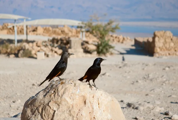 stock image Tristram's starlings