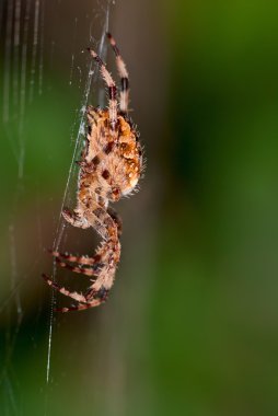 European garden spider clipart