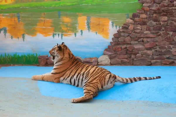 Молодой тигр отдыхает — стоковое фото