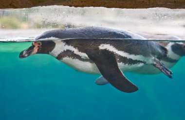 Humboldt penguin clipart
