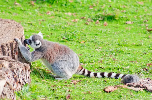Lemur ekor cincin mengendus tunggul pohon — Stok Foto