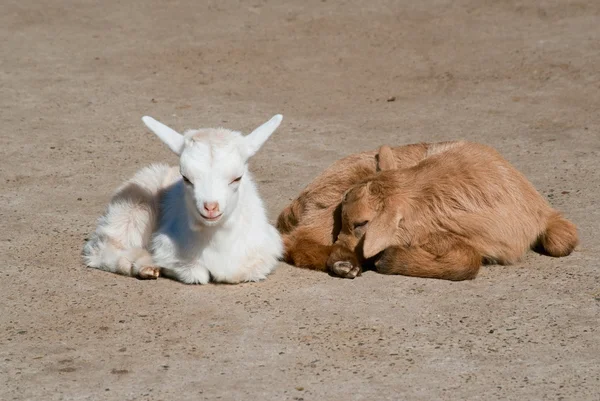 Two goat kids — Stock Photo, Image