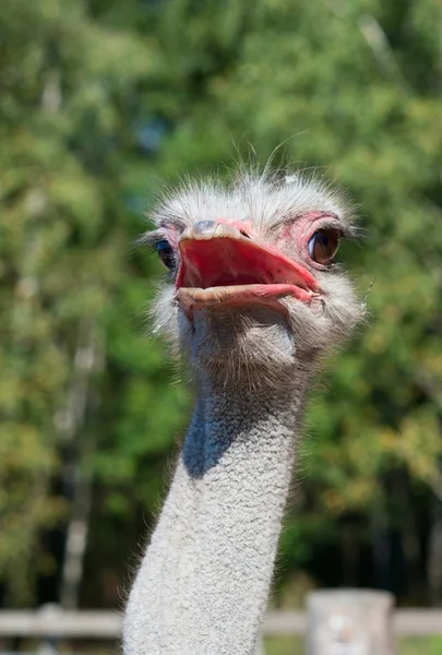 Retrato de un avestruz —  Fotos de Stock