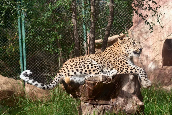Leopardí spočívá — Stock fotografie