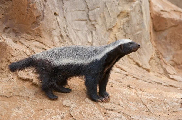 stock image Honey badger