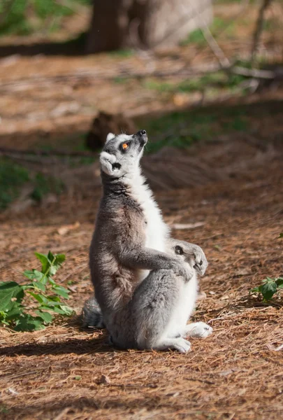 Ring-tailed lemur looks up — Stock Photo, Image