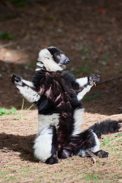 Svart-vit rufsig lemur — Stockfoto