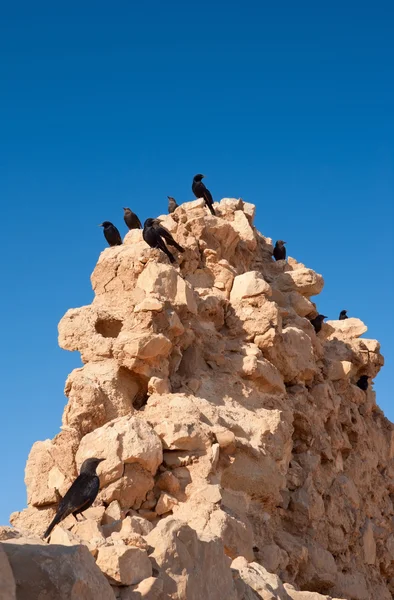 崔斯特瑞姆的椋鸟在马萨达 — 图库照片