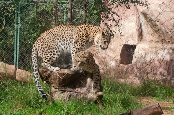 Leoparden paaren sich — Stockfoto