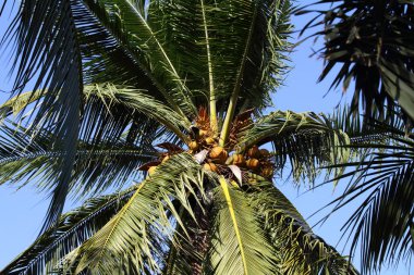 Coconut tree in the sky clipart