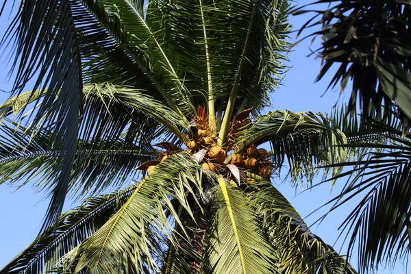 stock image Coconut tree in the sky