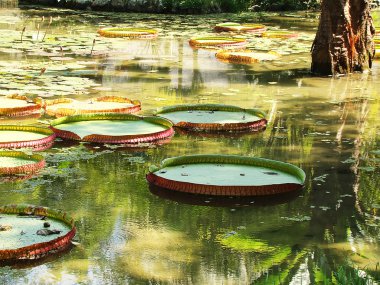 Victoria Regia - the largest water lily in the world, tipical of clipart