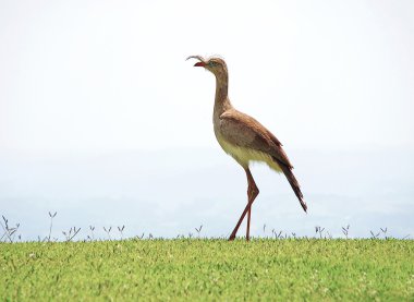 Brezilyalı kuş cariama cristata portresi