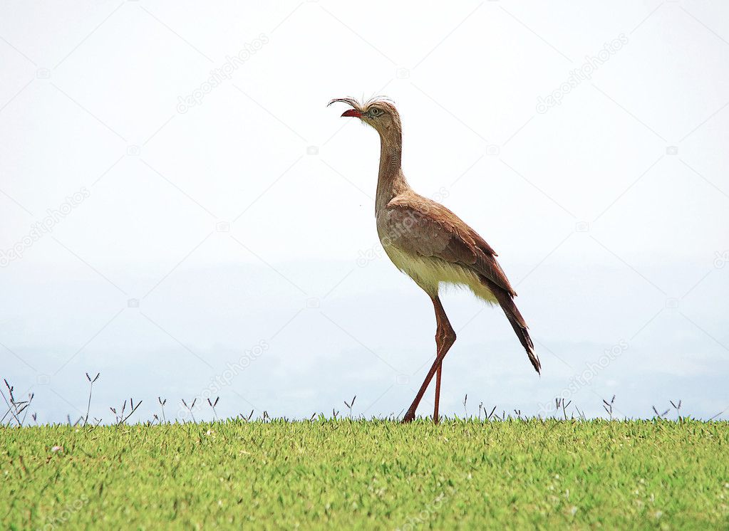 Portrait of brazilian bird Cariama cristata
