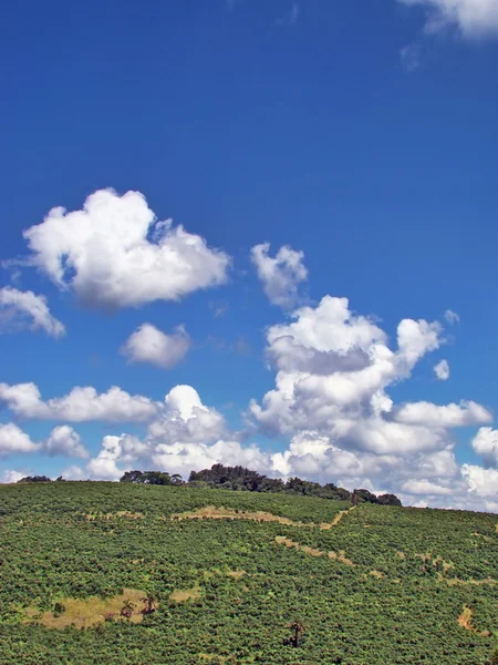 stock image Green field under blue sky and fluffy clouds