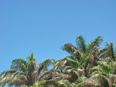 Top of palm trees under beautiful blue sky