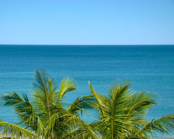 Top van een palmboom van kokosnoot met een blauwe oceaan achter — Stockfoto