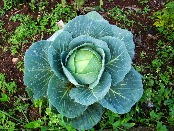 stock image Organic cabbage