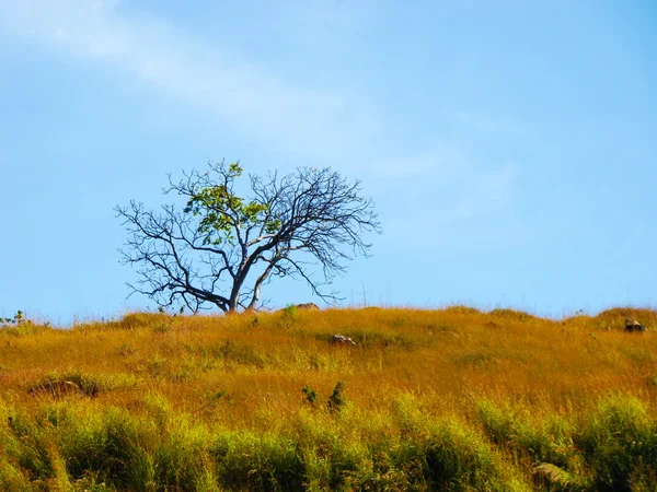 Árvore solitária e belas nuvens — Fotografia de Stock