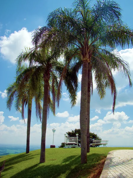 stock image Palm trees in the garden