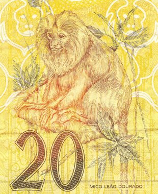 Golden lion tamarin (Leontopithecus rosalia) in 20 Real brazilian money bill clipart