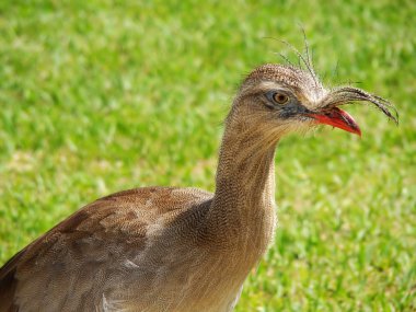 Brezilyalı kuş cariama cristata portresi