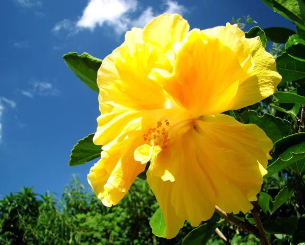 Beautiful yellow flower and sky — Stock Photo, Image
