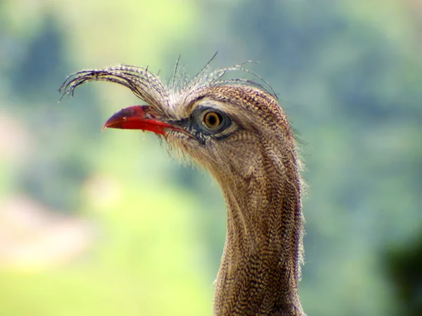 鳥ブラジル ノガンモドキさせ, の肖像画 — ストック写真