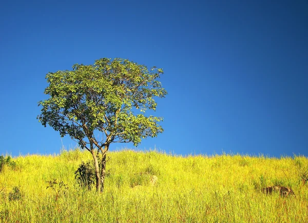 Одинокое дерево под красивым небом — стоковое фото