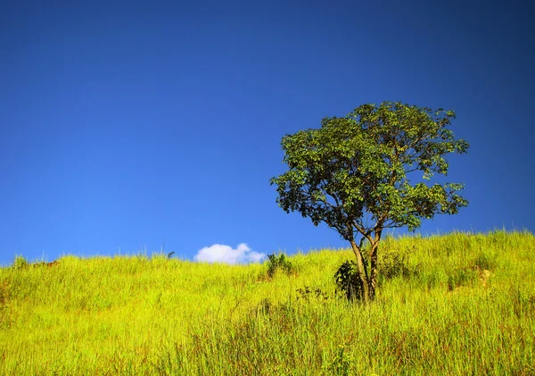 Eenzame boom onder prachtige hemel — Stockfoto