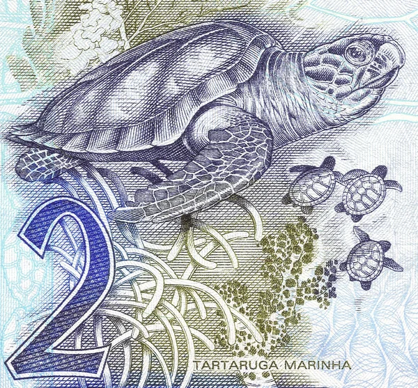 Karetschildpad op 2 echte bankbiljetten uit Brazilië — Stockfoto